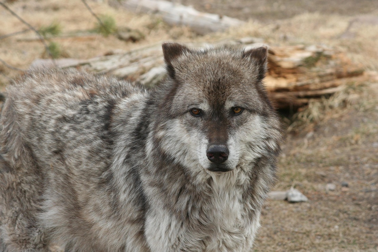 The Yellowstone Wolf Reintroduction Success Story (image credits: pixabay)