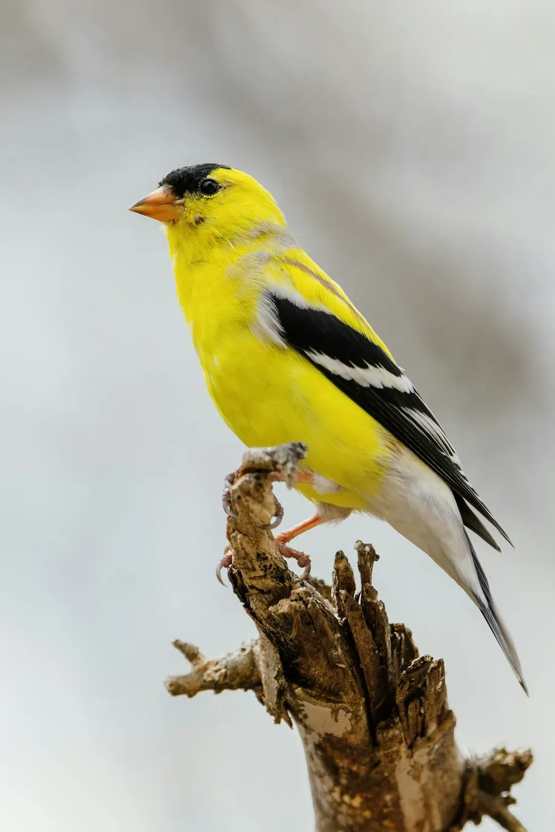 American Goldfinch (Image Credits: Unsplash)