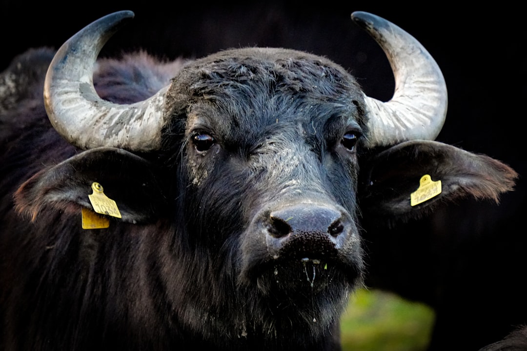 Taurus: The Unwavering Bull Who Never Lets Go (image credits: unsplash)