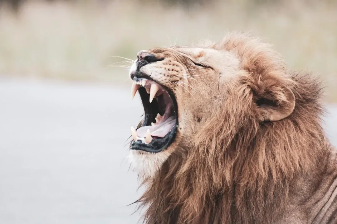 Leo: The Loud Protector (Image Credits: Unsplash)