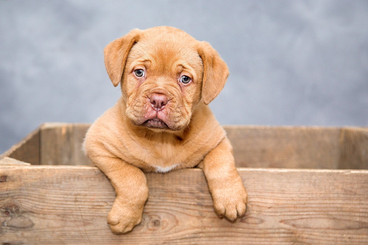 Subscription Box Services Taking Over Pet Care (image credits: pixabay)