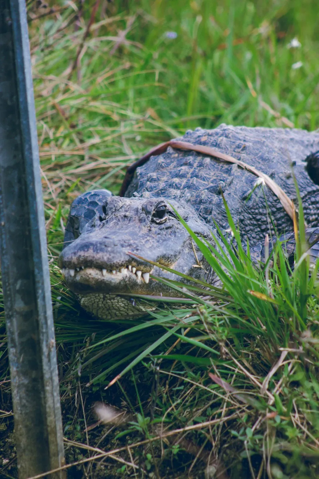 Alligators Lurking in Florida's Everglades (Image Credits: Unsplash)