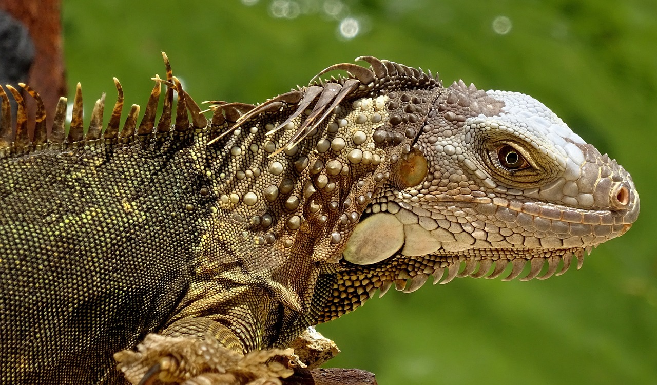 Wildlife at Risk: The Impact on Florida’s Biodiversity (image credits: pixabay)