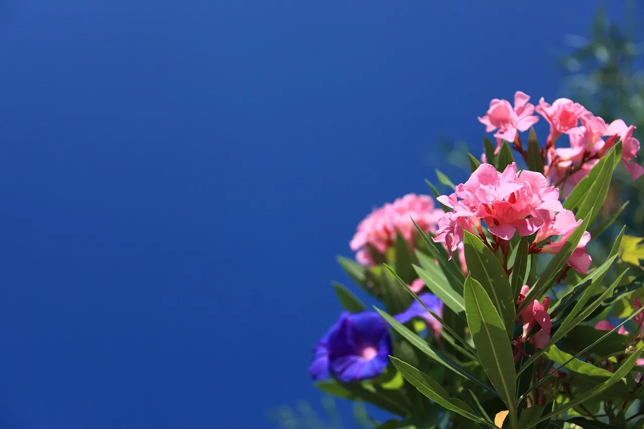 Oleander (Nerium oleander) (Image Credits: Pixabay)
