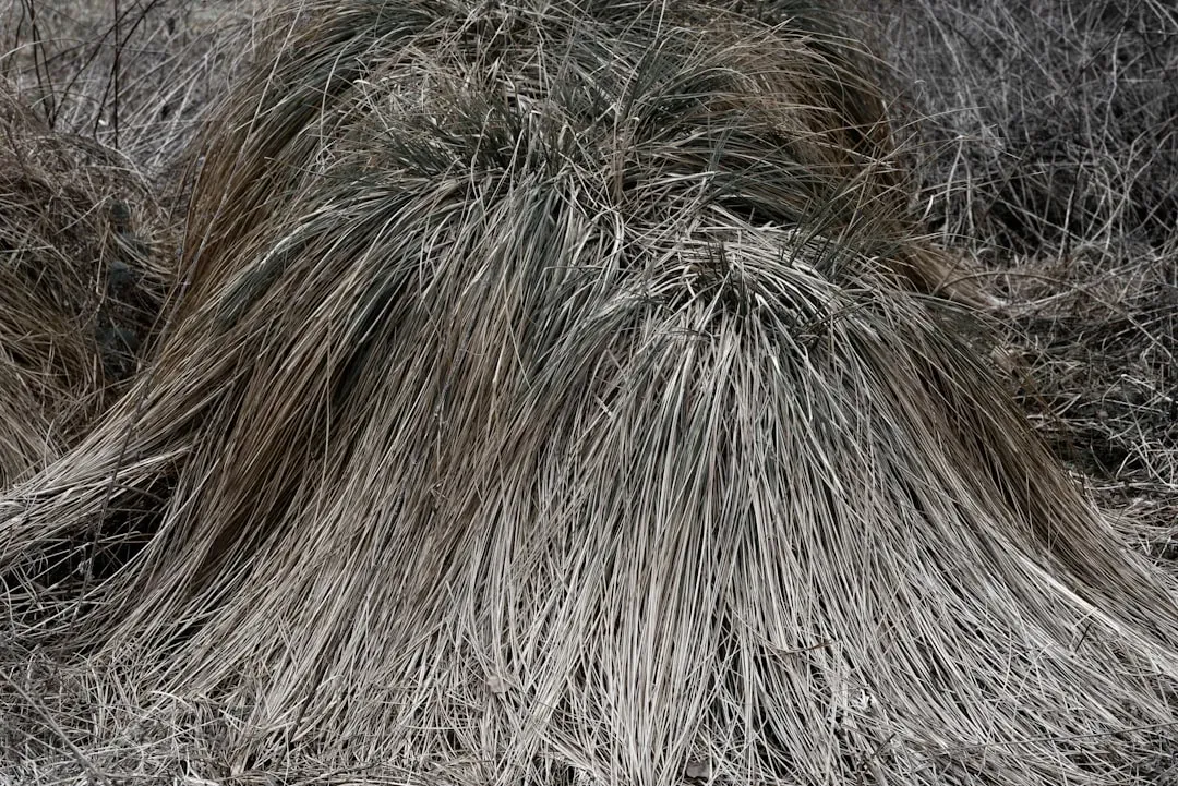 13. Salt-and-Pepper Embracing Bob (Image Credits: Unsplash)