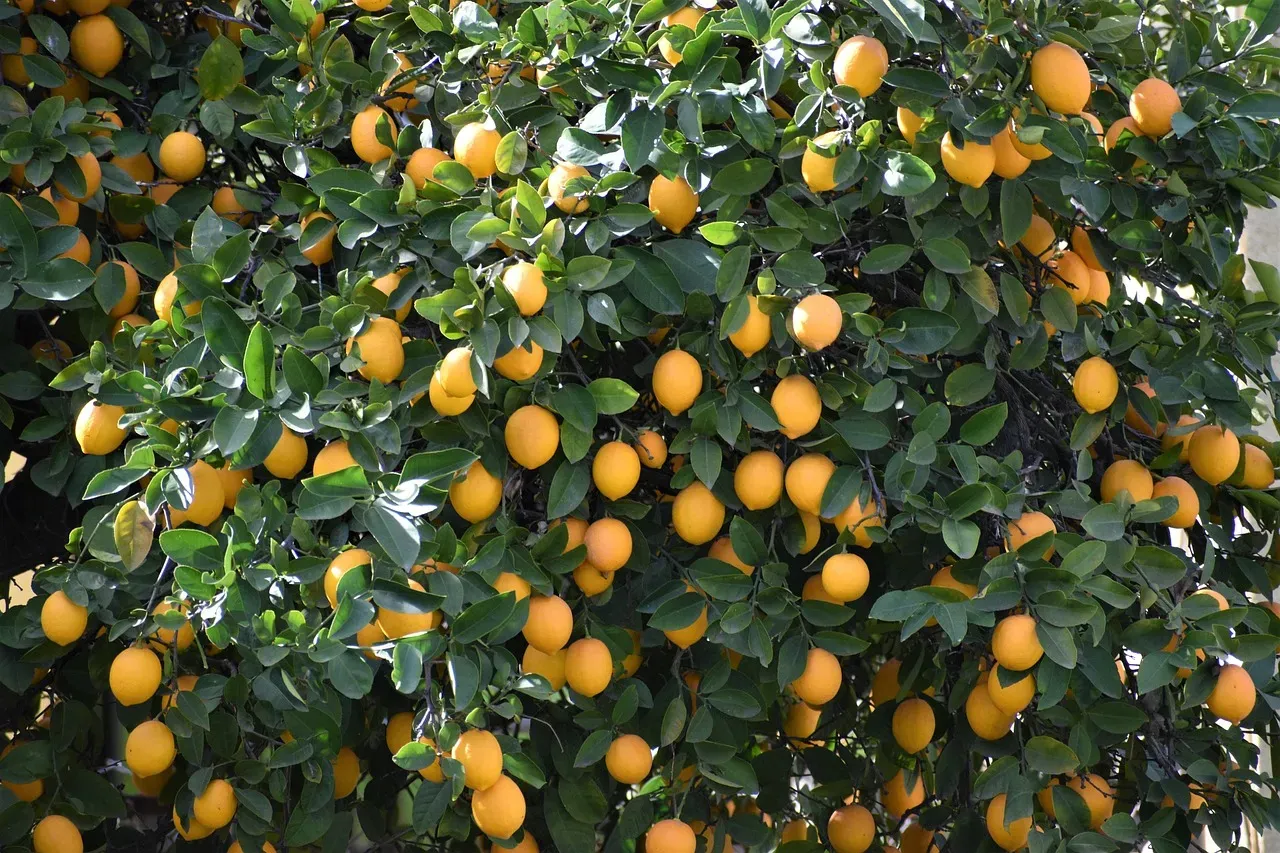 Citrus Plants (Image Credits: Pixabay)