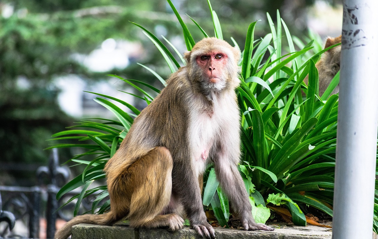 Silver Springs State Park: America's Unlikely Primate Paradise (image credits: pixabay)