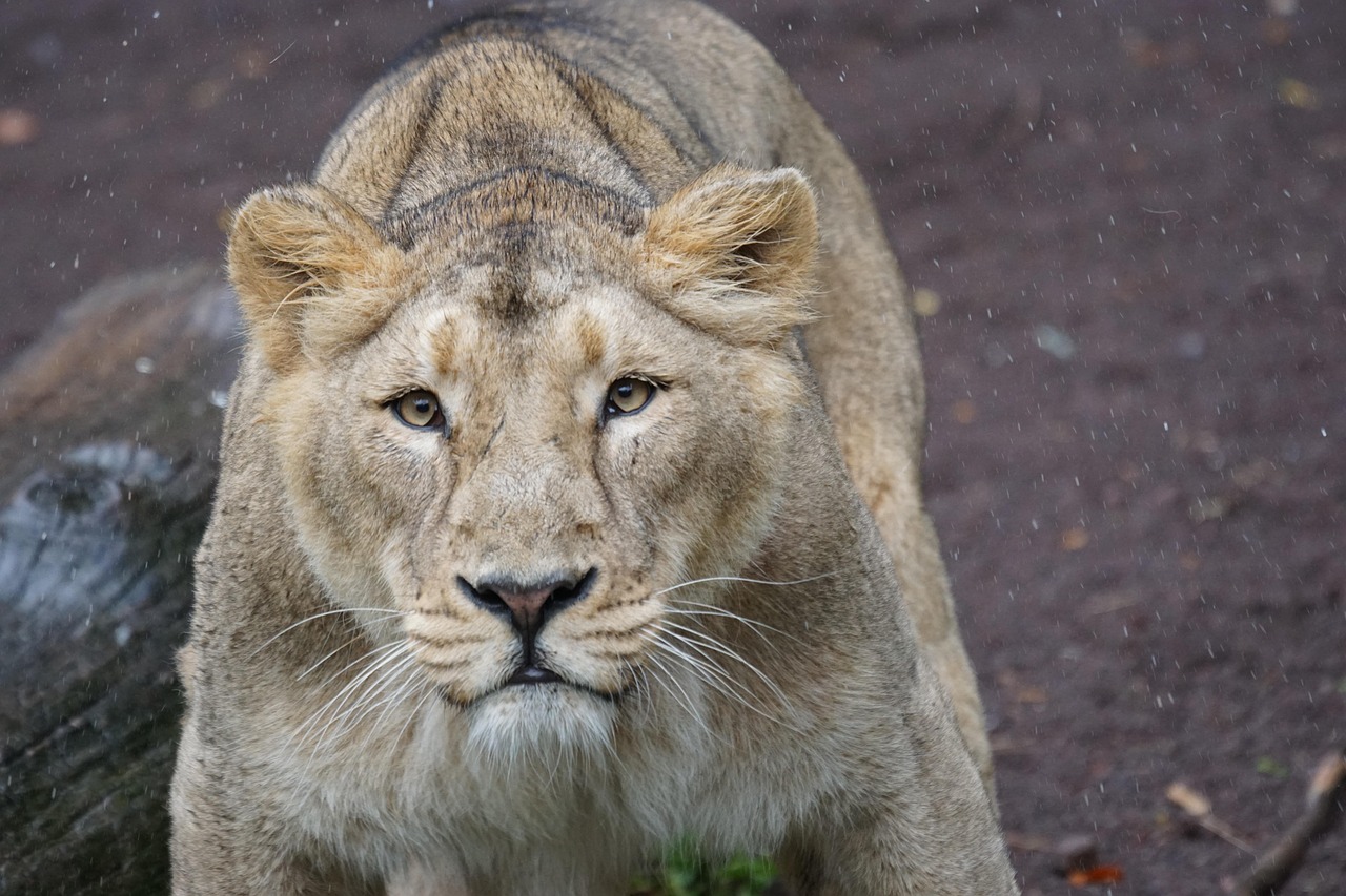 Leo - The Majestic Comeback (image credits: pixabay)