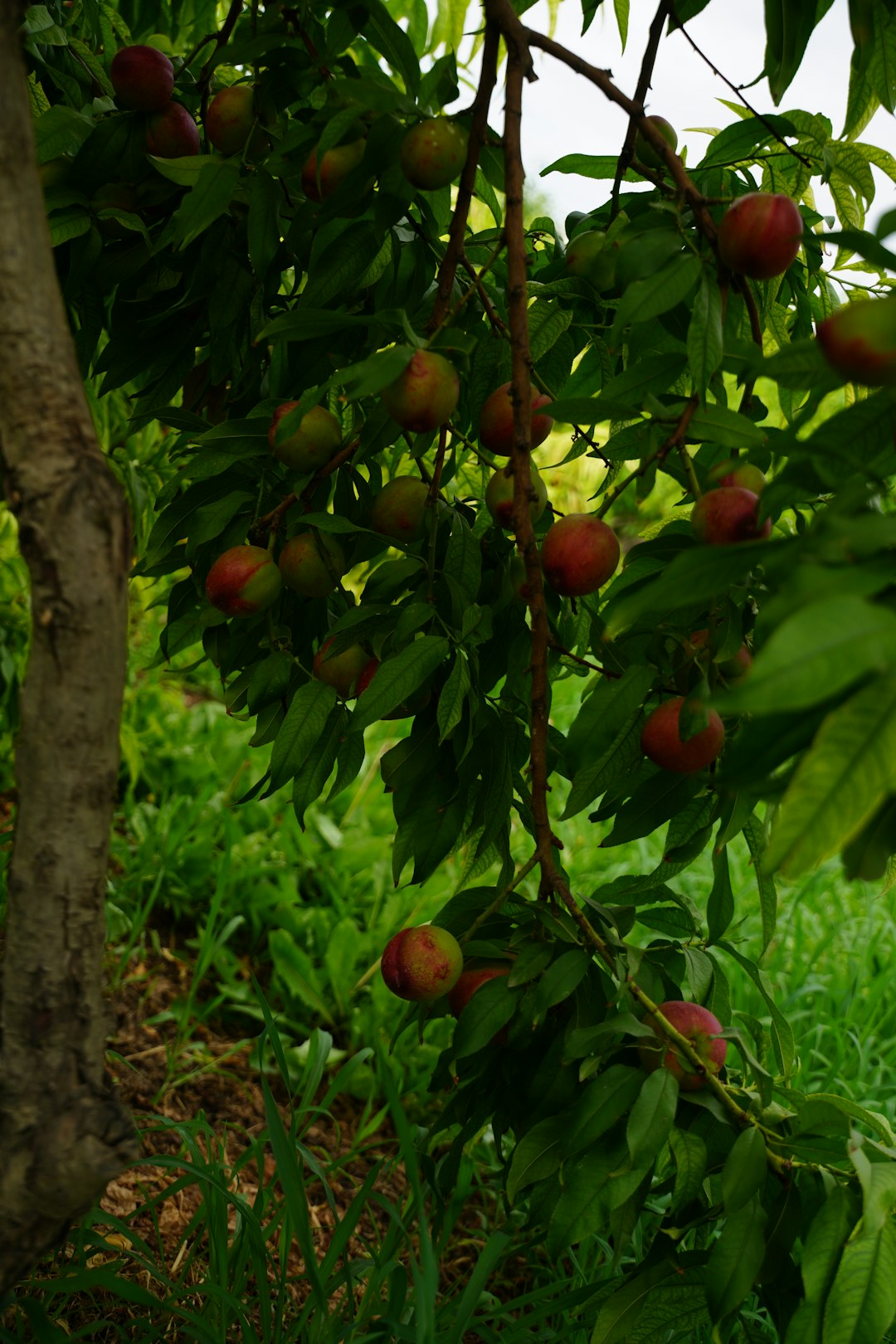 Fruit Trees and the Summer Pruning Misconception (image credits: unsplash)