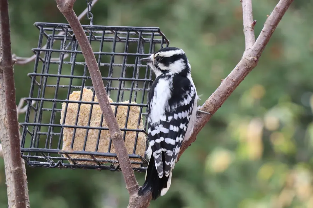 Downy Woodpecker (Image Credits: Unsplash)