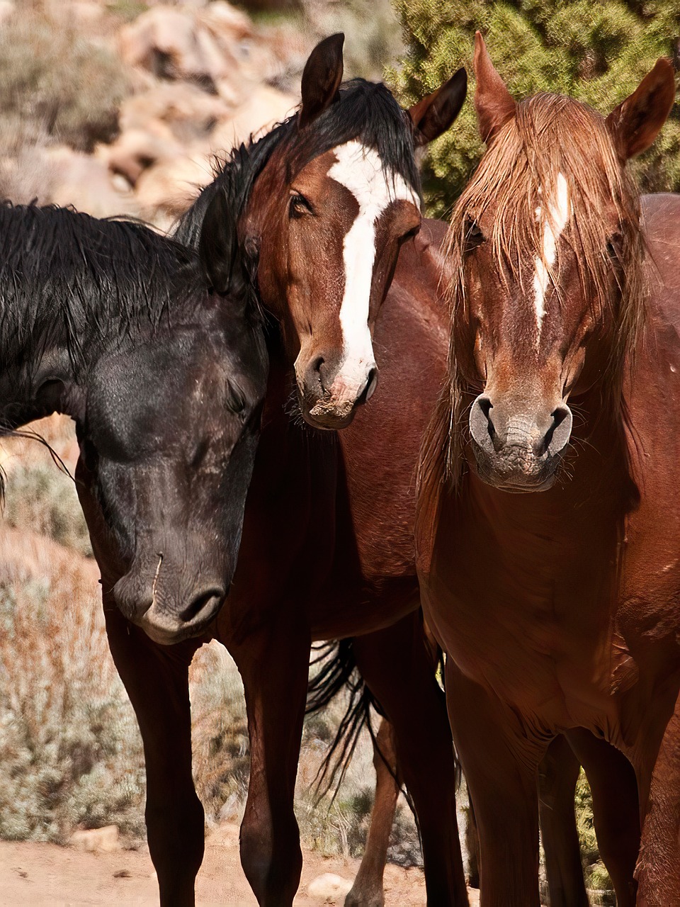 America's Last Wild Horse Haven (image credits: pixabay)