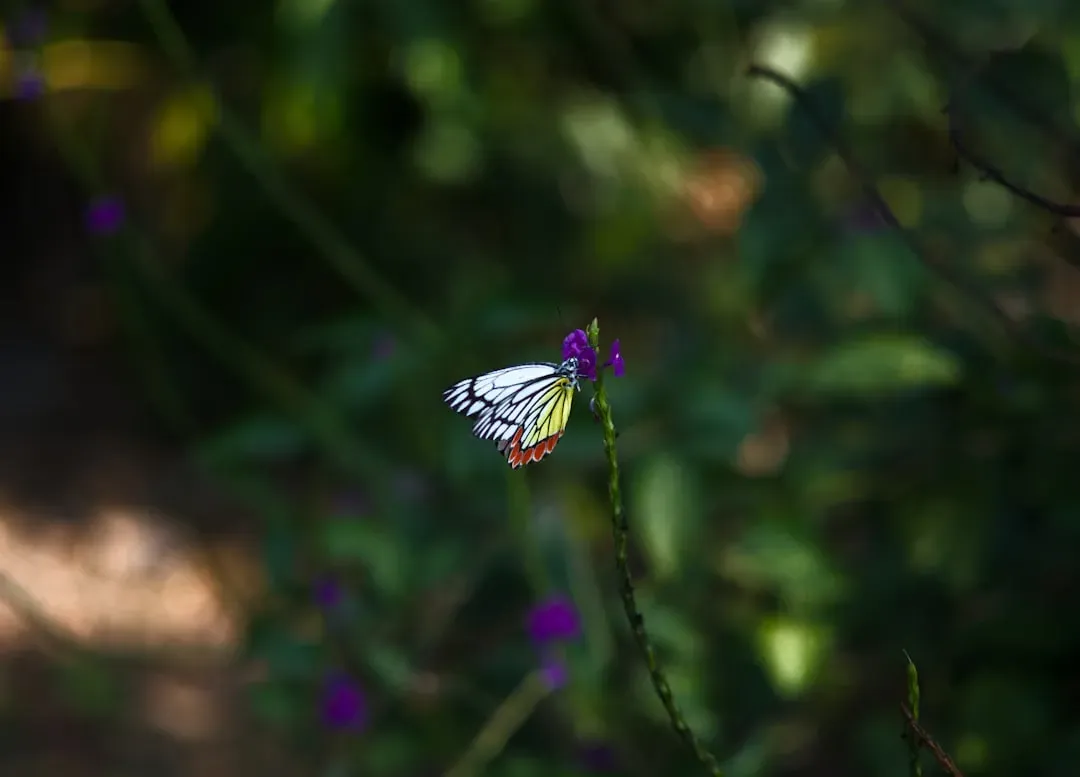 Gemini: The Social Butterfly With Endless Wings (Image Credits: Unsplash)