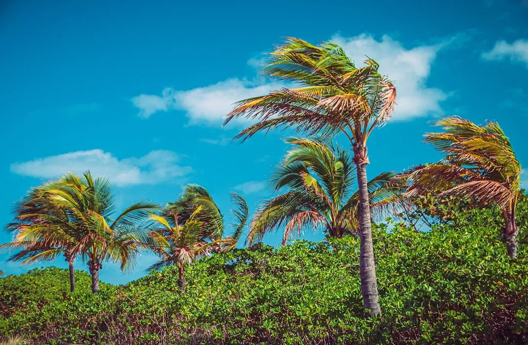 Forecasts Show Wide Discrepancies (Image Credits: Unsplash)