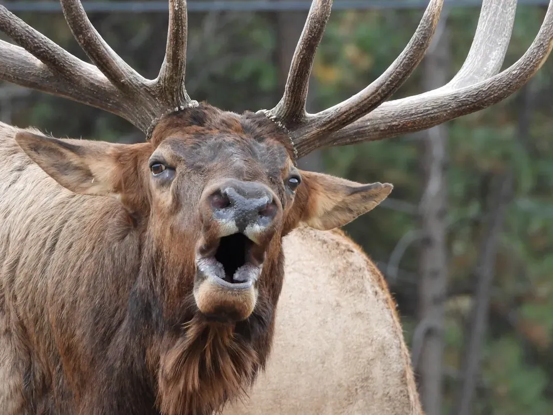 Elk Bugling in Jackson Hole's National Elk Refuge (Image Credits: Unsplash)