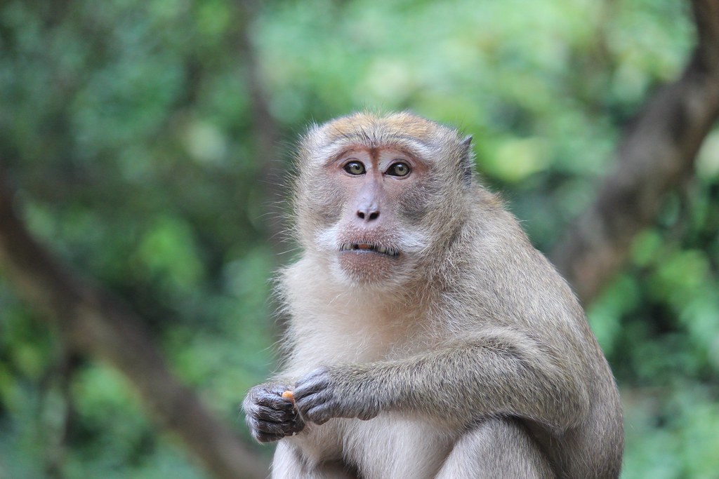 Monkey Mayhem Beyond the Park (image credits: flickr)