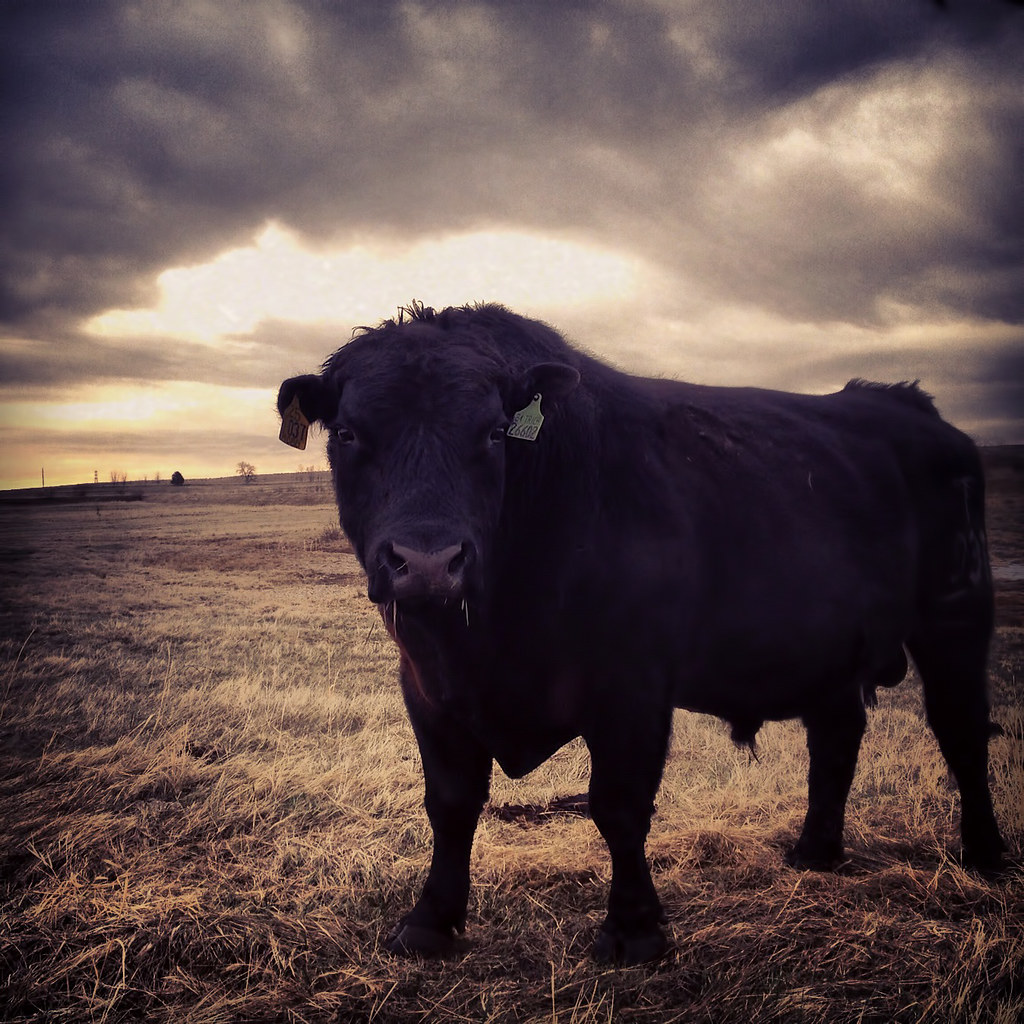 Taurus: From Stubborn Pursuit to Magnetic Stability (Image Credits: Flickr)