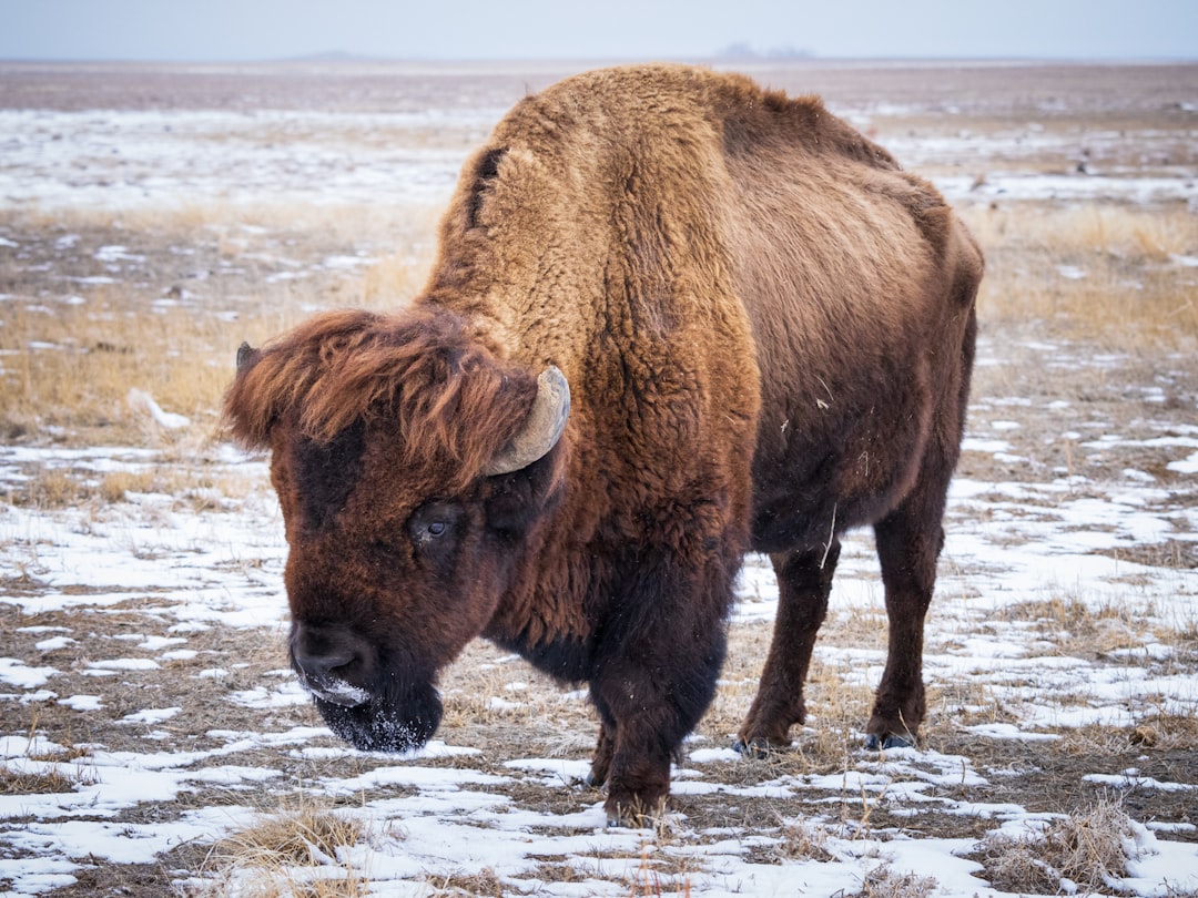 Bison Return to Native Grasslands Across Multiple States (image credits: unsplash)