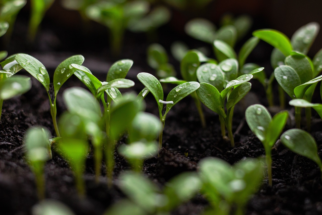 Selecting Sustainable Accommodations (image credits: pixabay)