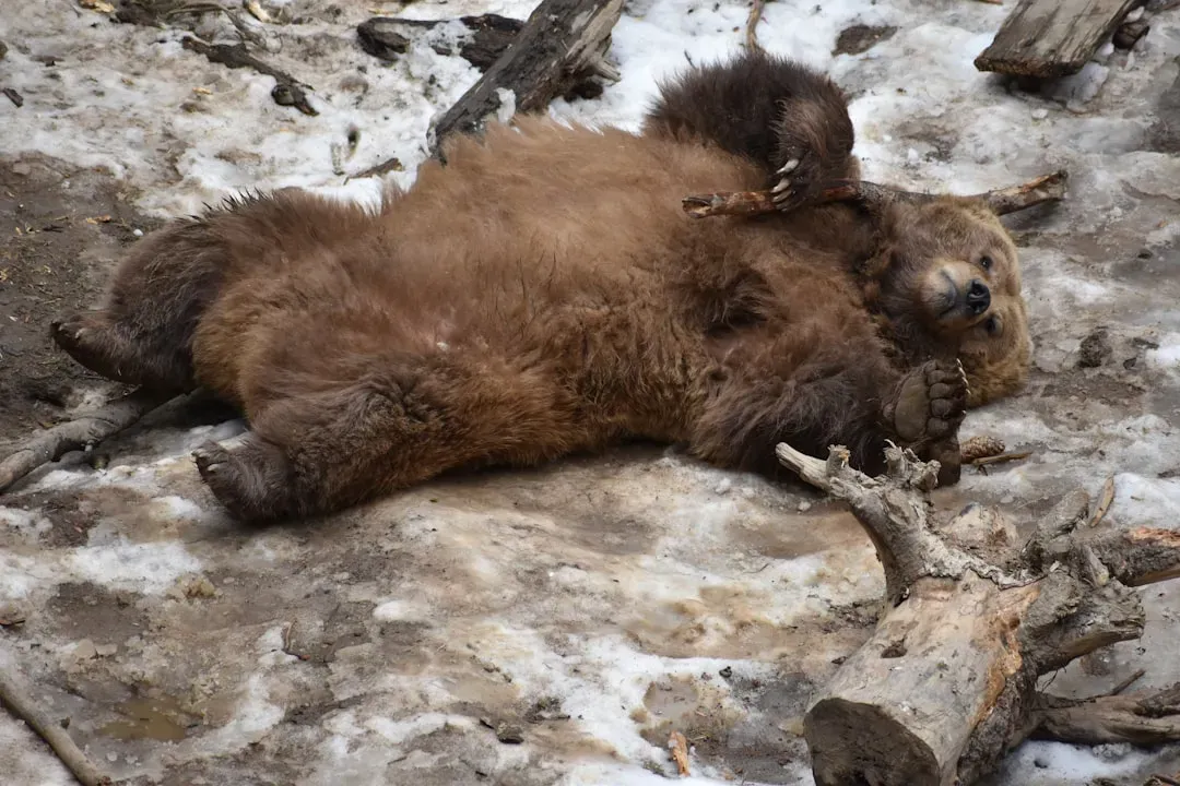 Record Bear Deaths and the Alarming 2024–2025 Trend (Image Credits: Unsplash)