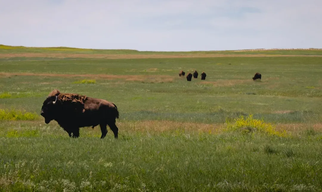 Theodore Roosevelt National Park: Where Bison Still Roam Free (Image Credits: Unsplash)