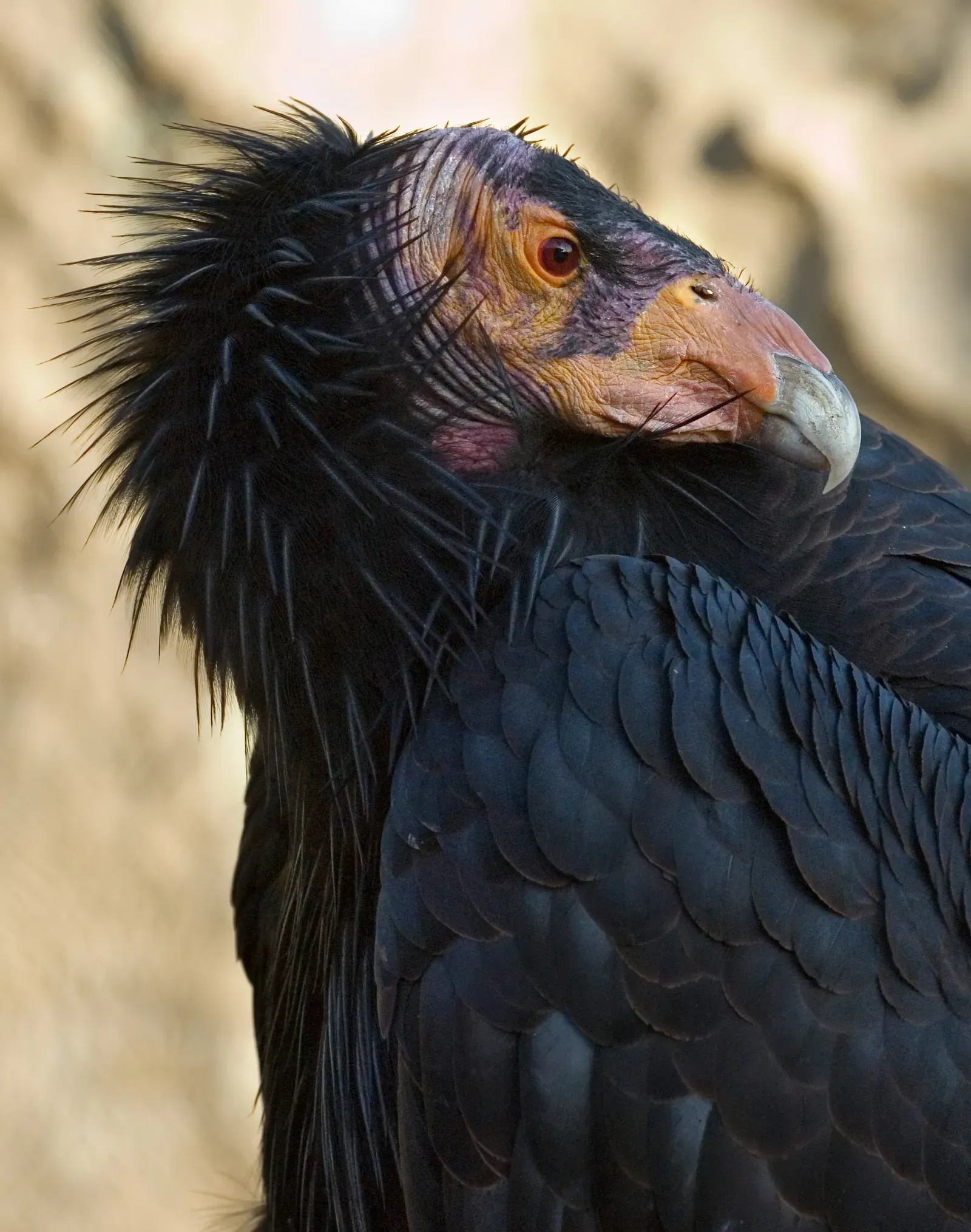 The California Condor: Soaring Again Across Western Skies (Image Credits: Wikimedia)