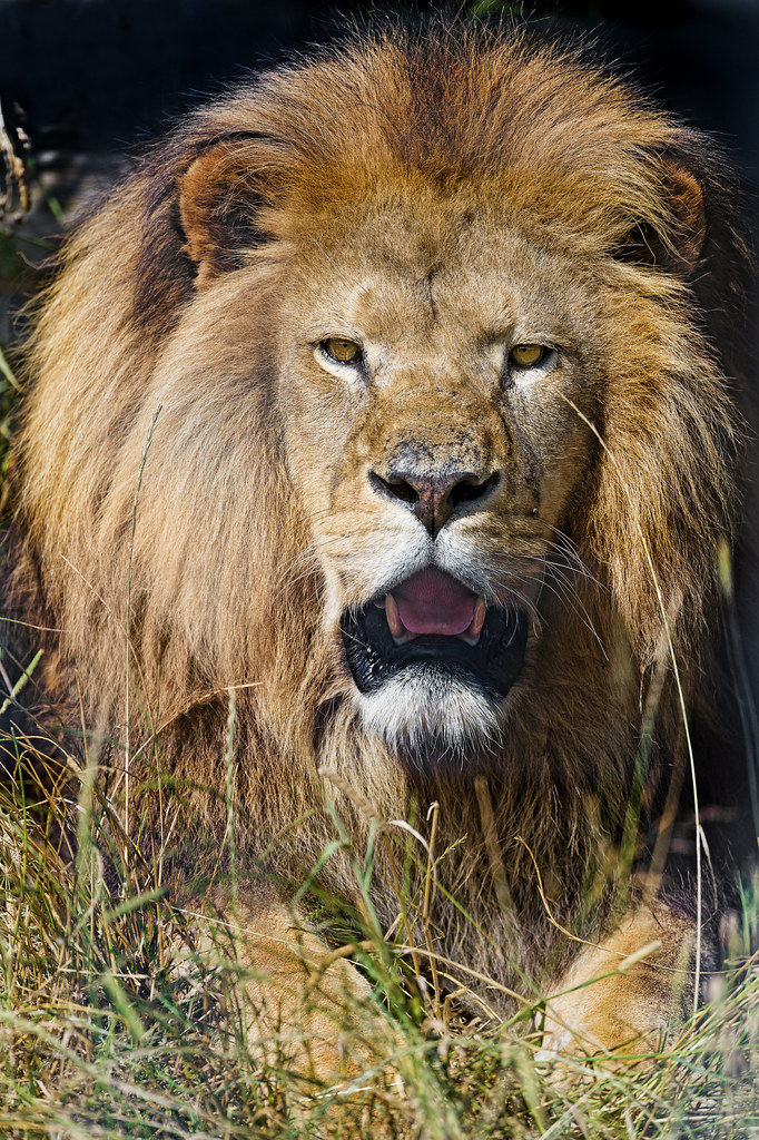 Leo: From Self-Doubt to Radiant Self-Assurance (Image Credits: Flickr)