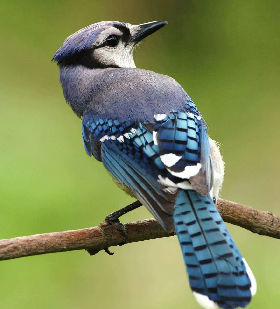 Blue Jay (Image Credits: Pixabay)
