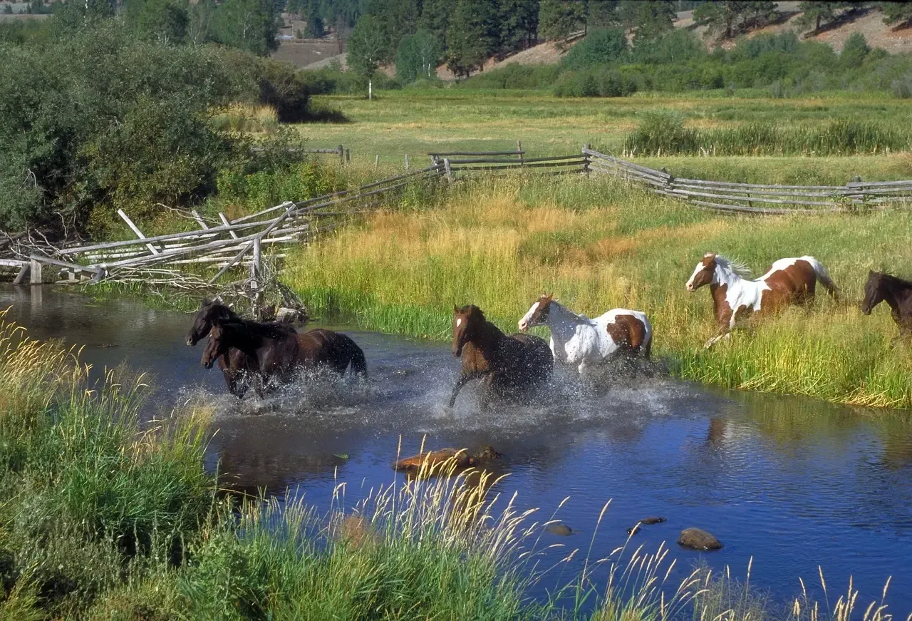 Gallatin River Ranch's Quiet Wealth (Image Credits: Pixabay)