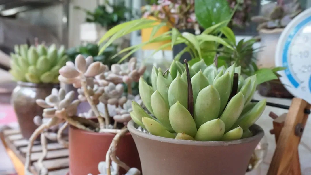 Alternatives for Plant Lovers (Image Credits: Unsplash)