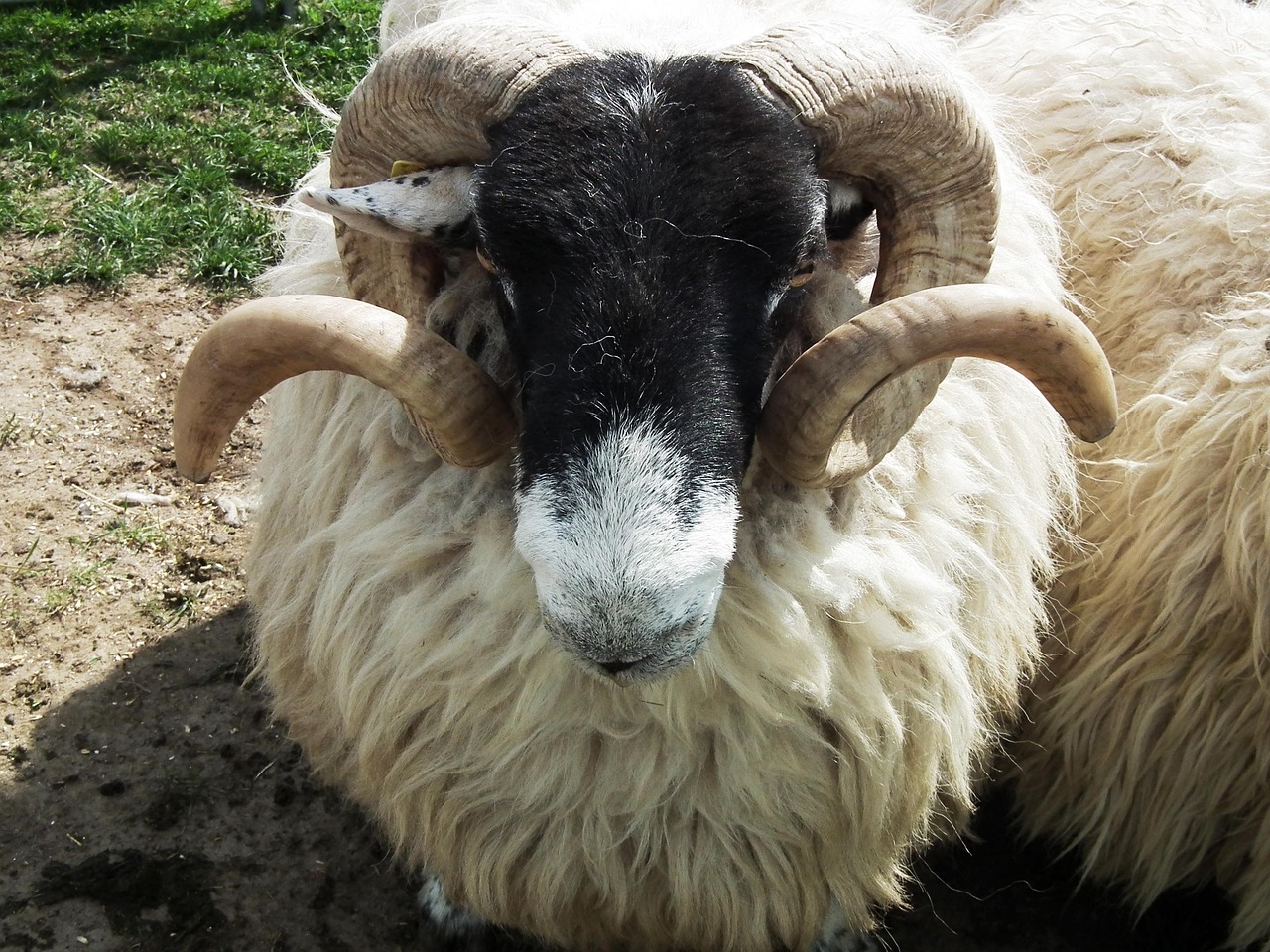The Chaos-Creating Fire Sign: Aries, the Unpredictable Ram (image credits: pixabay)