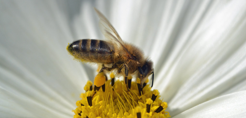 The Honey That Tasted Like Sunshine (image credits: flickr)