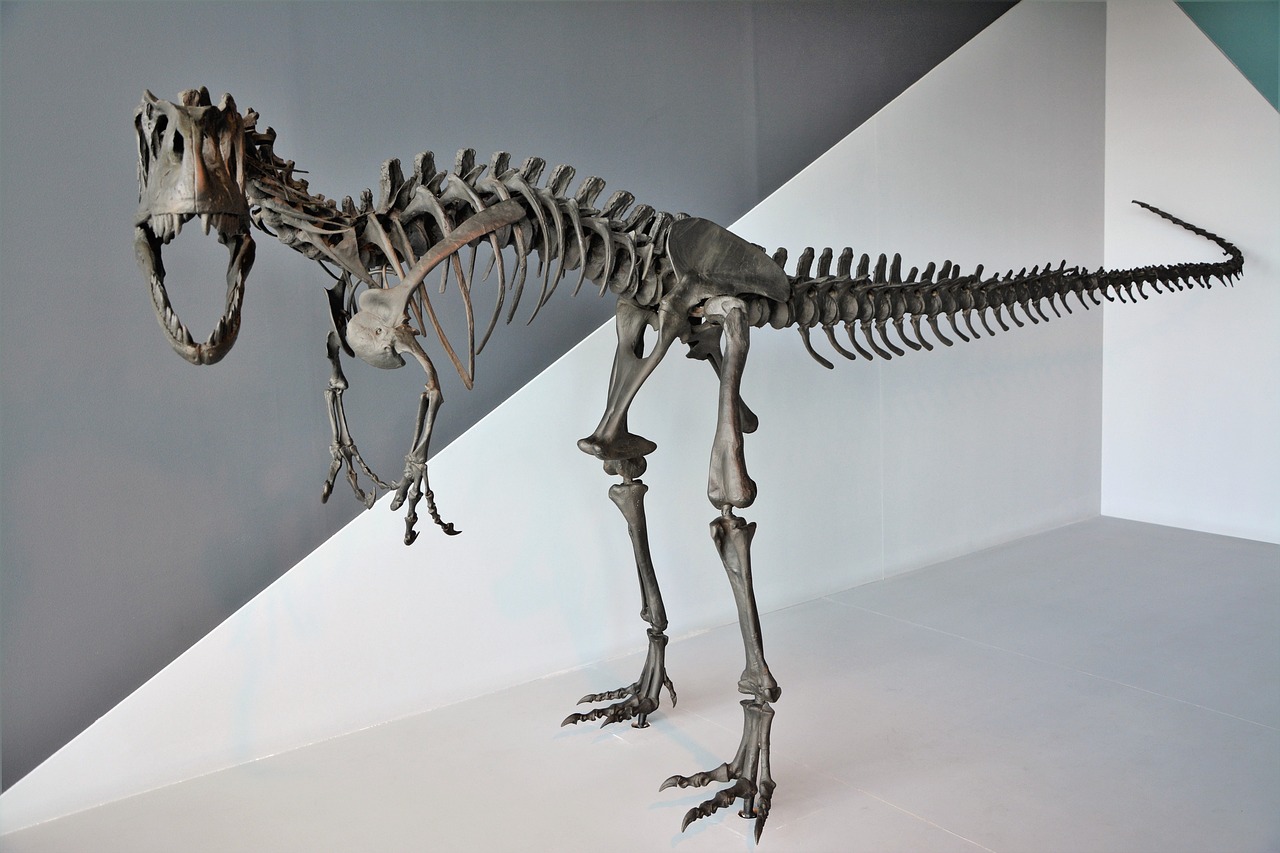 The Fascination with Dinosaur Fossils (image credits: pixabay)