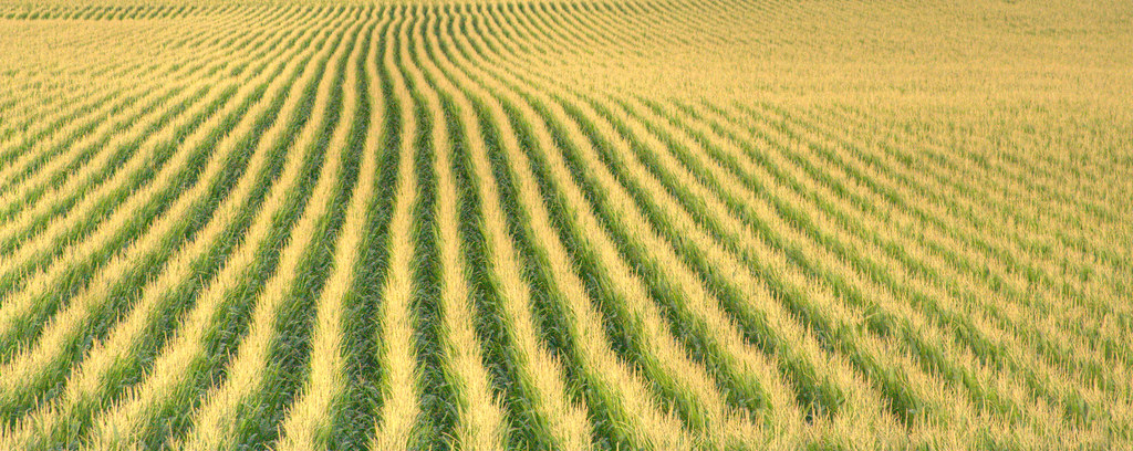 The Conclusion: Illinois' Hidden Excellence (image credits: flickr)