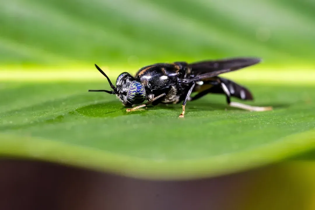 Black Soldier Fly Larvae: Waste-Eaters Turned Superfood (Image Credits: Unsplash)