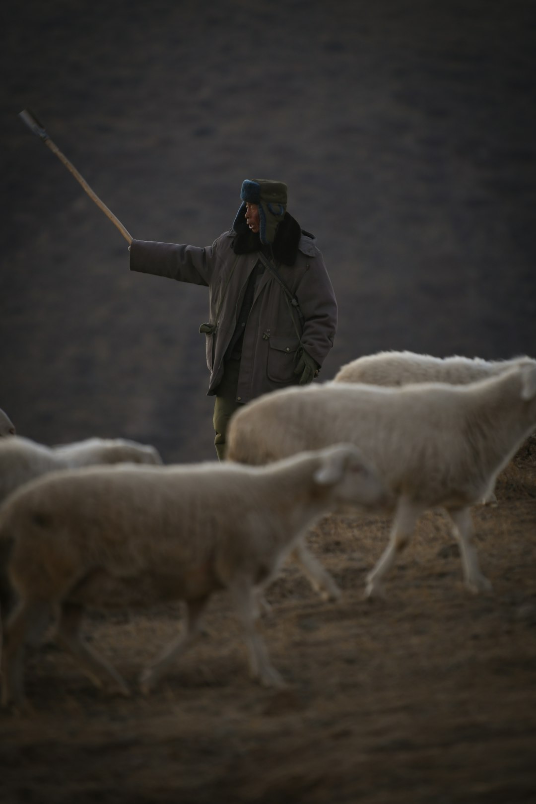David - The Shepherd Boy King Everyone's Waiting For (image credits: unsplash)