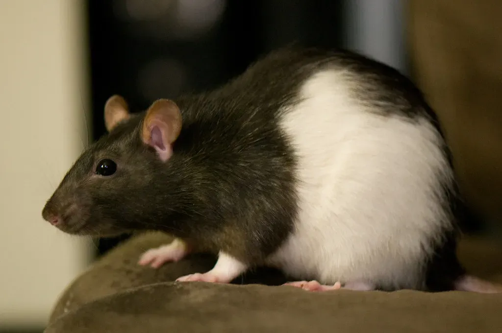 1. Rodents: The Winter Invaders You Never See Coming (Image Credits: Flickr)