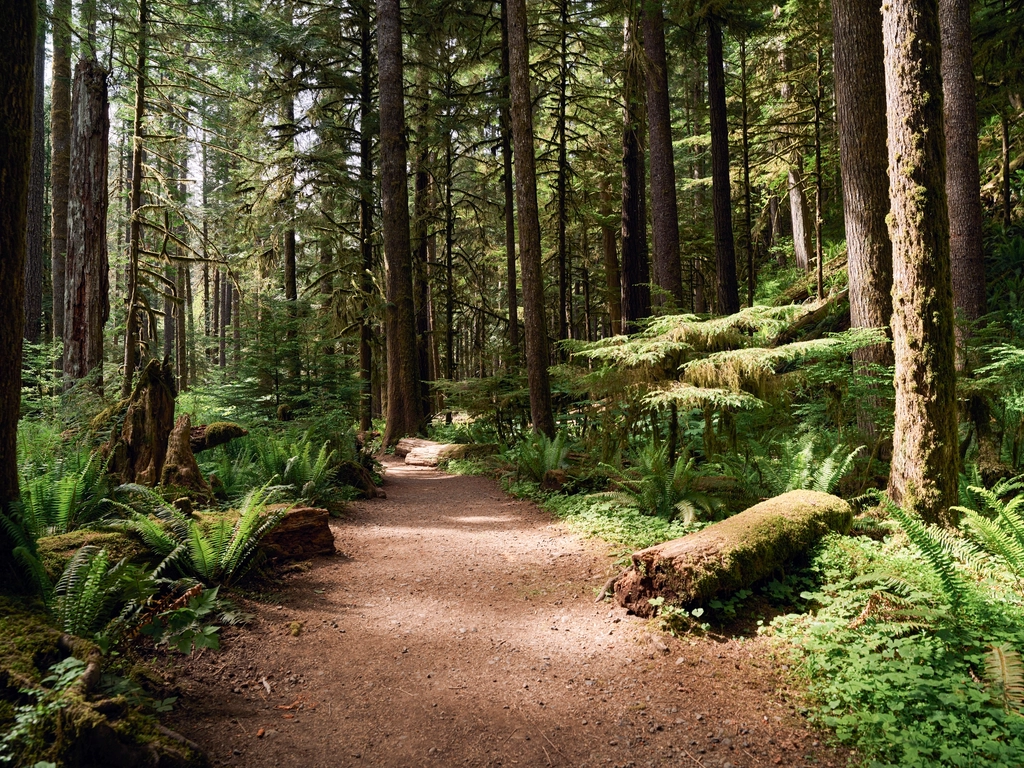 Olympic National Park State Lands, Washington (image credits: rawpixel)