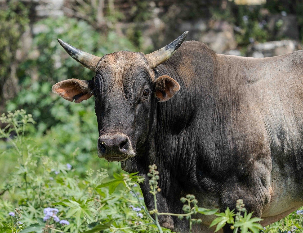 Taurus: The Unshakable Foundation That Never Crumbles (image credits: pixabay)