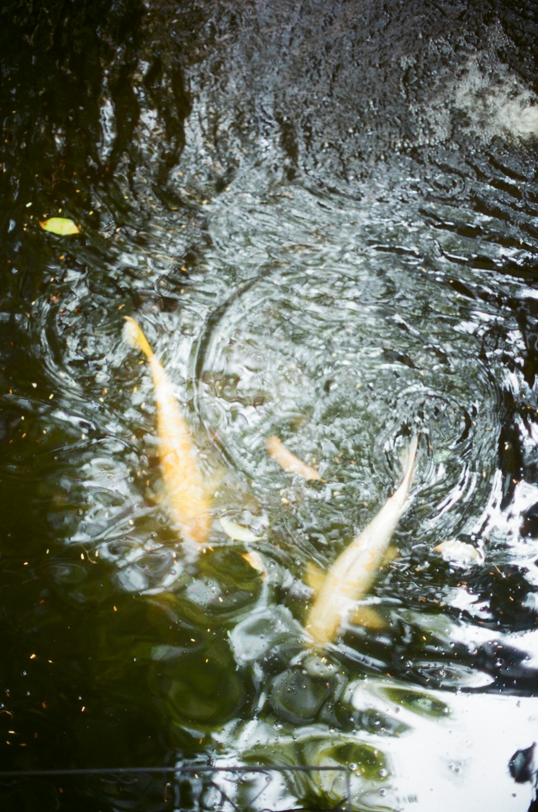 Pisces: Swimming Against the Current to Find True Direction (Image Credits: Unsplash)