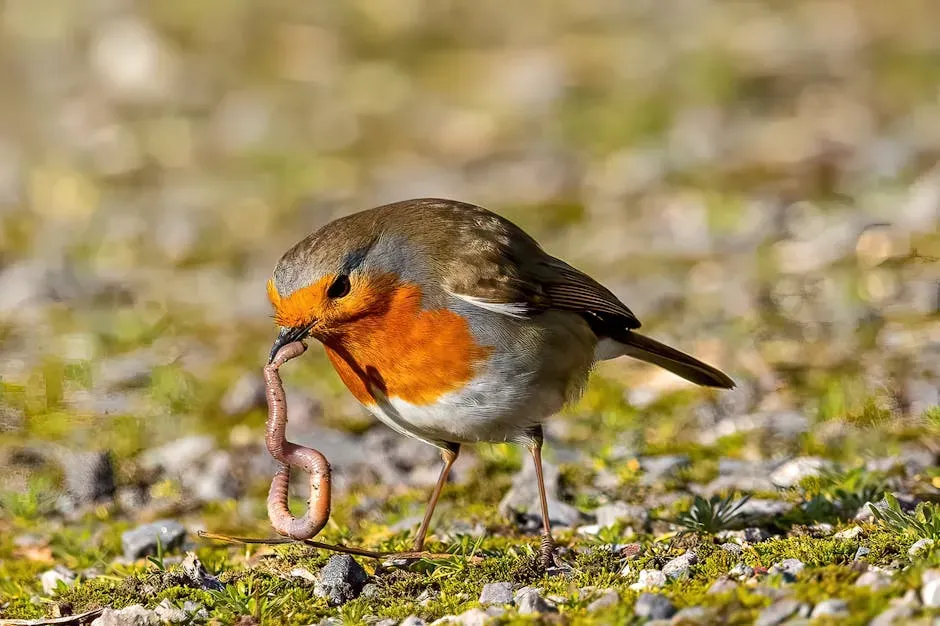 American Robin (Image Credits: Pexels)