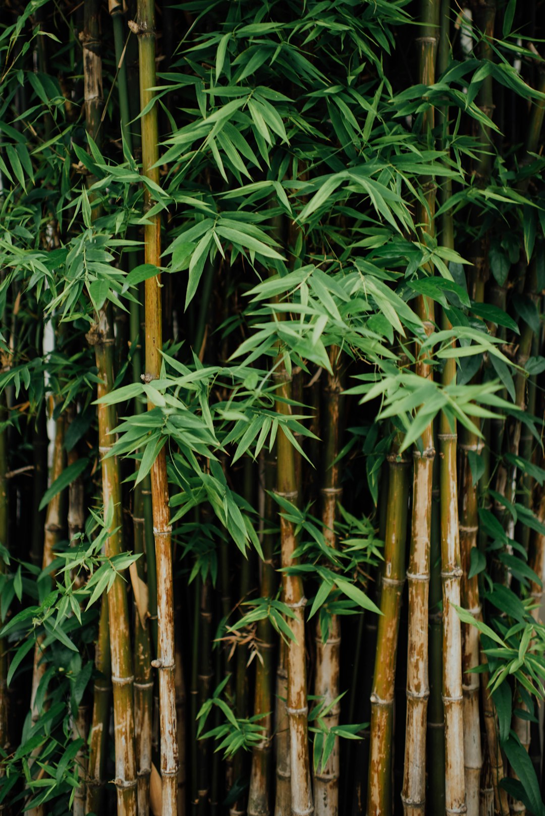 Bamboo: The Fast-Growing Alternative (image credits: unsplash)