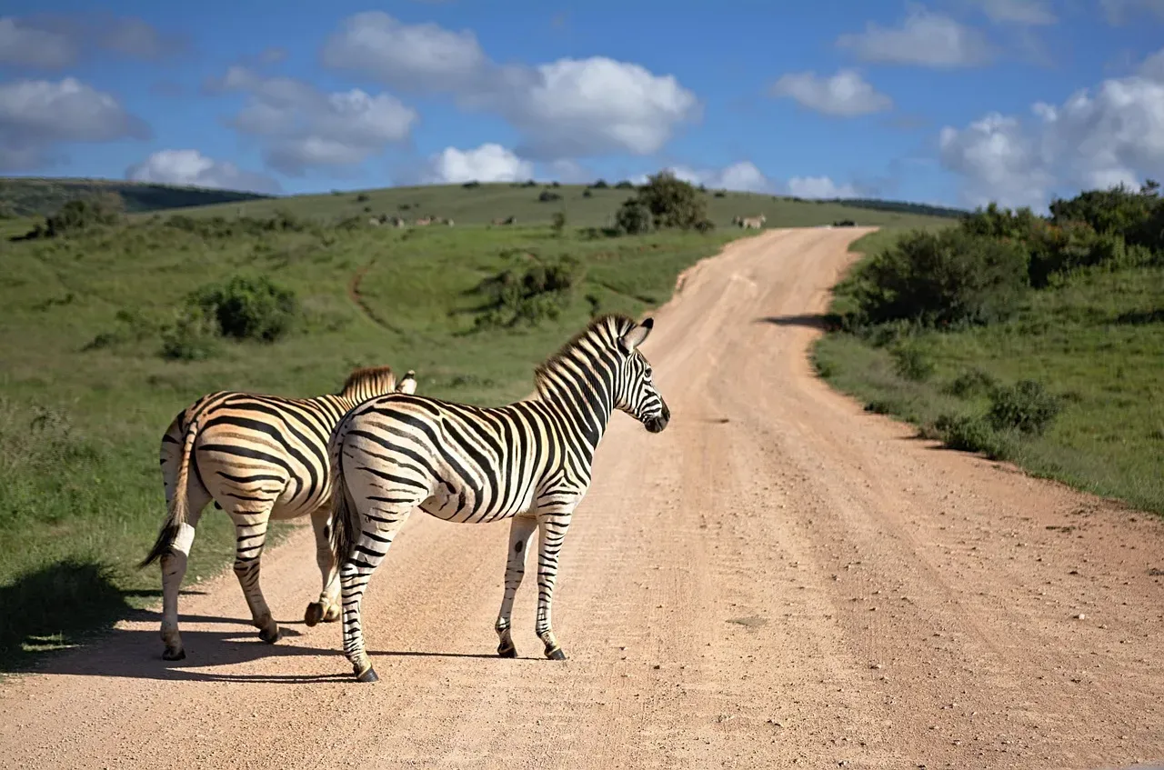 Wildlife Encounters and Natural Wonders Beyond the Highways (Image Credits: Pixabay)