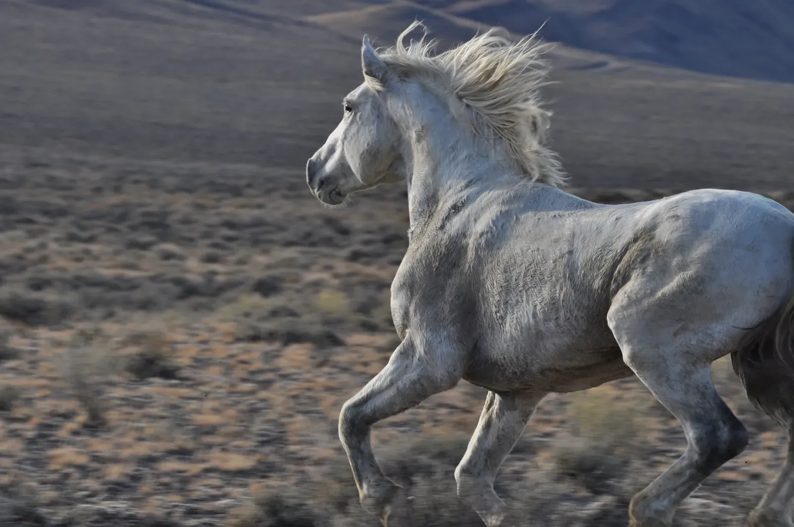 3. Where Do Wild Horses Live? (Wild Horse and Burro Challis Herd Management Area, Public domain)