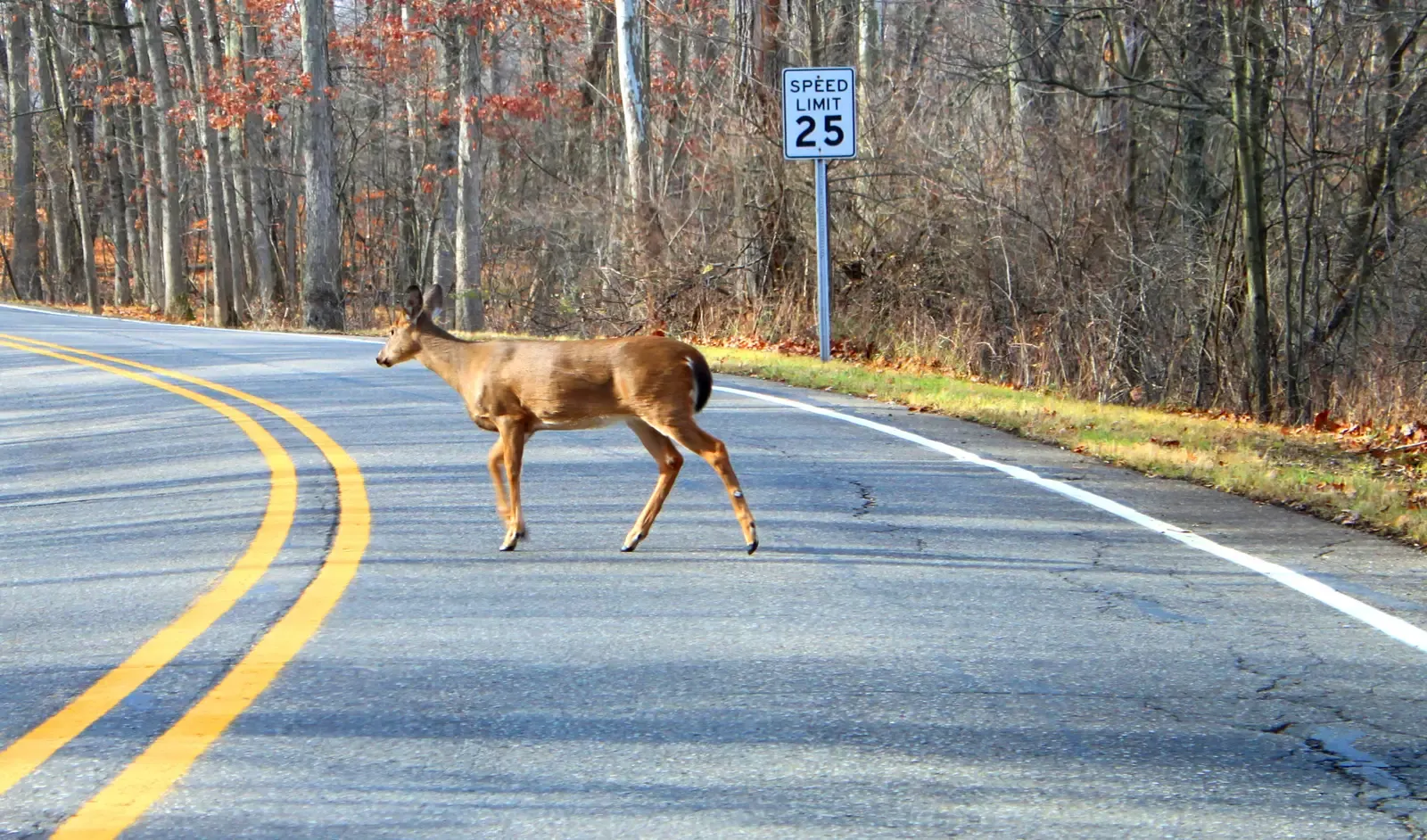 10. White-Tailed Deer Near Roads: The Collision Risk Nobody Talks About Enough (Image Credits: Wikimedia)