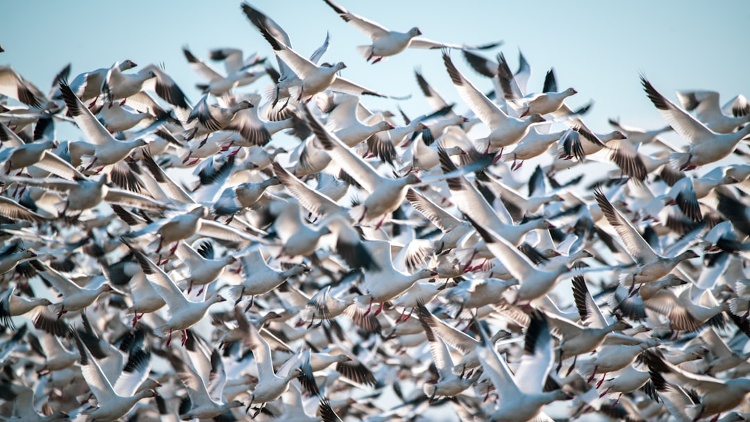 California's Historic Exodus (image credits: unsplash)