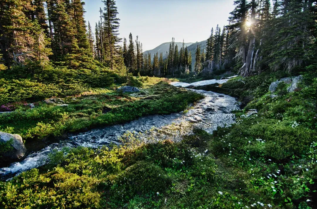Virgo - Olympic National Park, Washington (Image Credits: Unsplash)