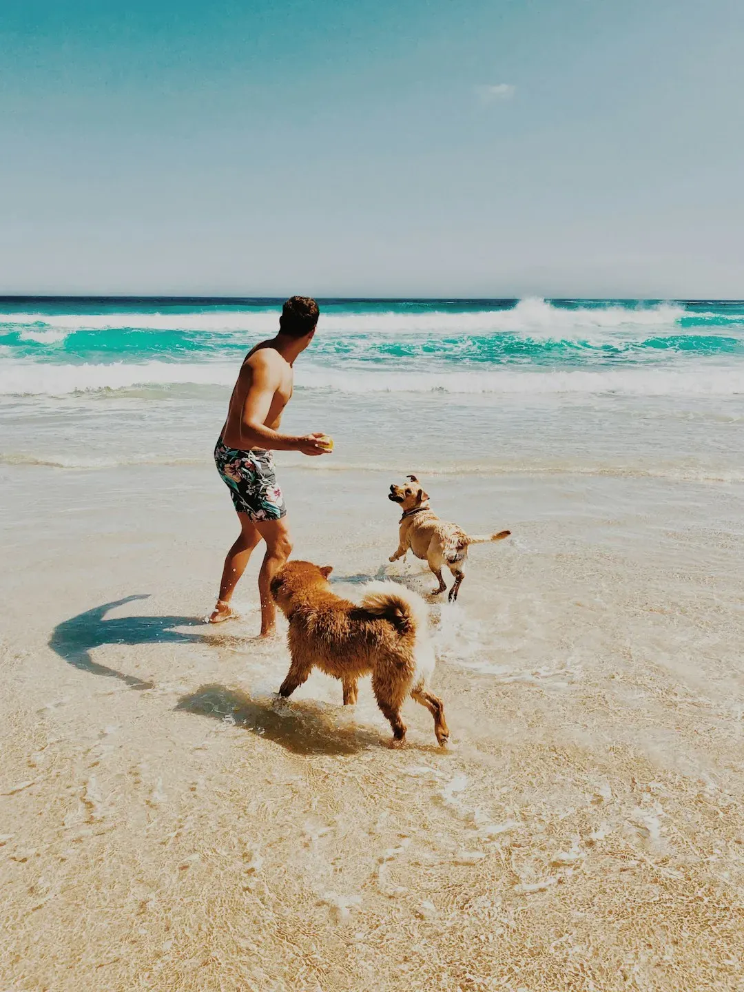 Nearly Three Quarters of U.S. Households Share Their Lives With Pets (Image Credits: Unsplash)