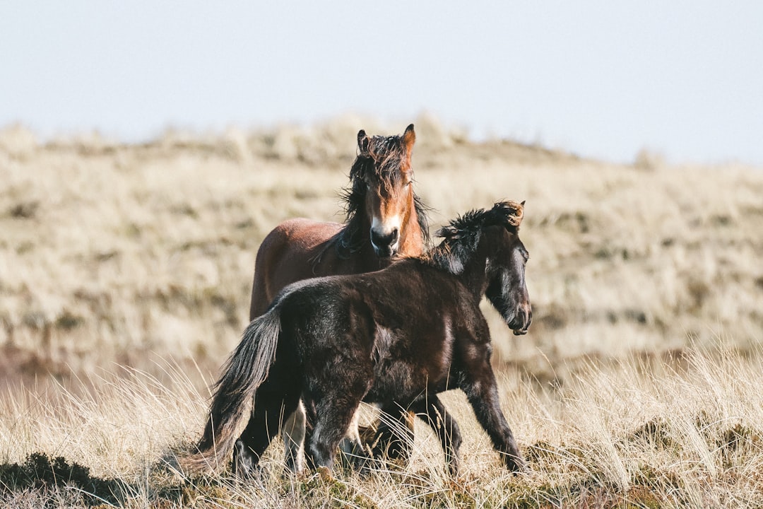 The Future of Wild Montana (image credits: unsplash)