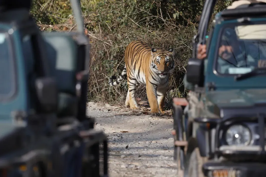 1. Jim Corbett National Park, India: No Phone, No Safari (Image Credits: Unsplash)