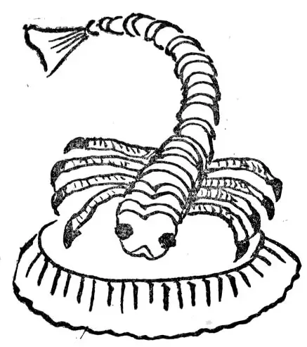 Scorpio: The Karmic Connector (Image Credits: Wikimedia)